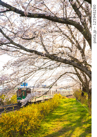 一目千本桜と列車 125948260