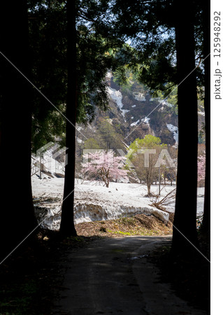 林道を抜けた先にある残雪と桜 林道を抜けた先にある残雪と桜 125948292