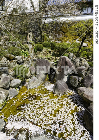 水の流れのある風景 花筏 125948318