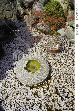水の流れのある風景 花筏 125948322