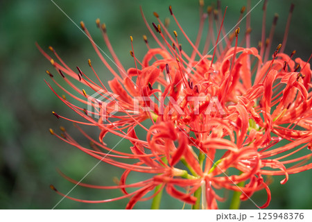 彼岸花・曼珠沙華のクローズアップ｜秋の風物詩 125948376