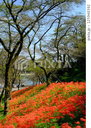 彼岸花咲く公園より湖を望む 【相模原市津久井 10月】 彼岸花咲く公園より湖を望む 【相模原市津久井 10月】 125948392