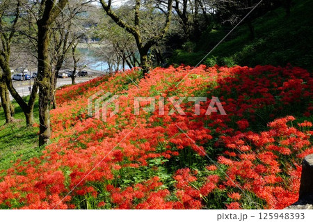 湖を望む彼岸花の丘 【相模原市津久井 10月】 湖を望む彼岸花の丘 【相模原市津久井 10月】 125948393