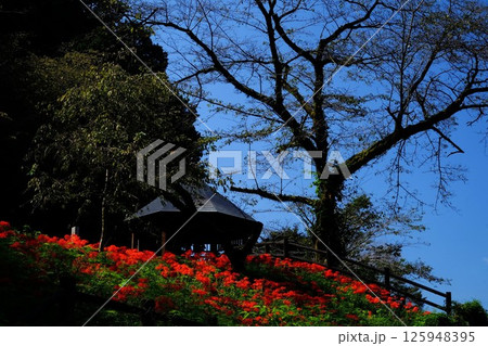 四阿と古木の桜と彼岸花　【相模原市津久井　10月】 125948395