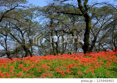 彼岸花咲く古木の桜林 【相模原市津久井 10月】 彼岸花咲く古木の桜林 【相模原市津久井 10月】 125948401