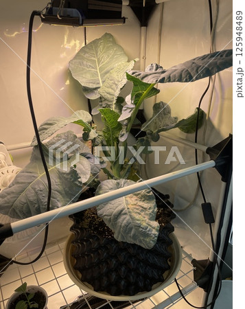 Explore the fascinating world of indoor gardening with hydroponic plants thriving under grow lights 125948489