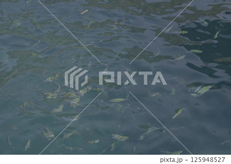 An Underwater Perspective of Small Colorful Fish Swimming Gracefully in Crystal Clear Water An Underwater Perspective of Small Colorful Fish Swimming Gracefully in Crystal Clear Water 125948527