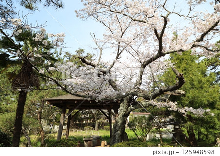 満開の桜と土浦城庭園の東屋 満開の桜と土浦城庭園の東屋 125948598
