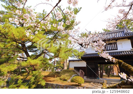 満開の桜と土浦城の表門 125948602