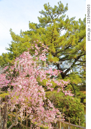 土浦城のしだれ桜 土浦城のしだれ桜 125948603