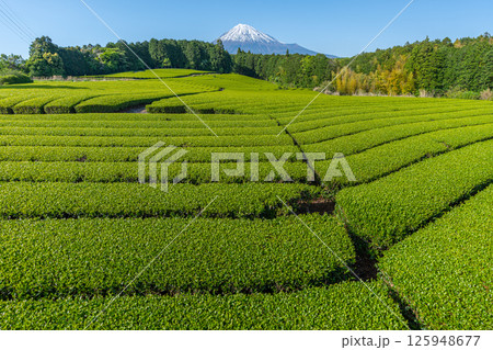 富士山と茶畑 富士山と茶畑 125948677