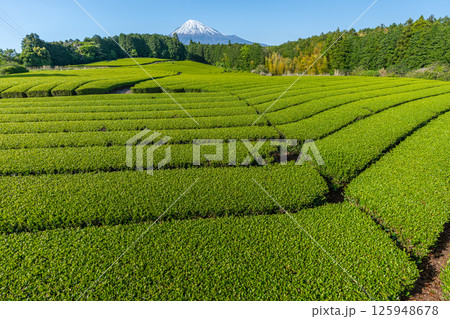 富士山と茶畑 125948678