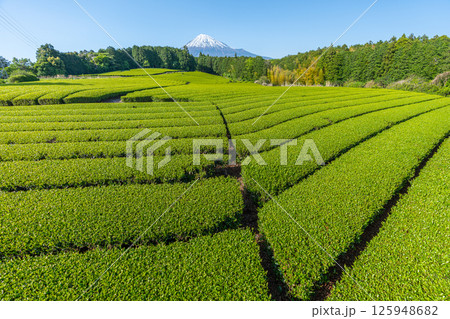 富士山と茶畑 125948682