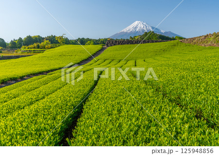 富士山と今宮の茶畑 125948856