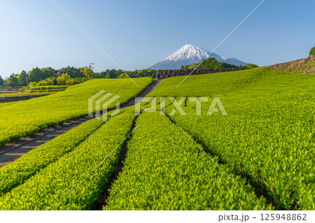 富士山と今宮の茶畑 125948862