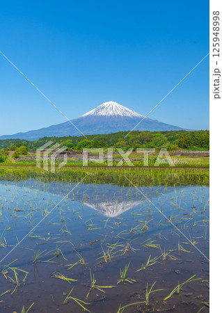 田んぼと富士山　逆さ富士　初夏 125948998