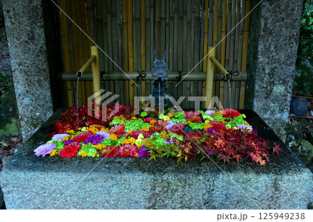 日吉大社 秋の花手水 日吉大社 秋の花手水 125949238