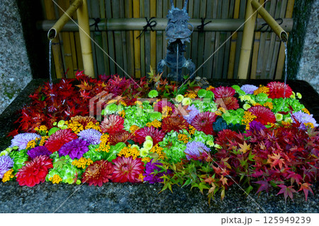 日吉大社 秋の花手水 日吉大社 秋の花手水 125949239