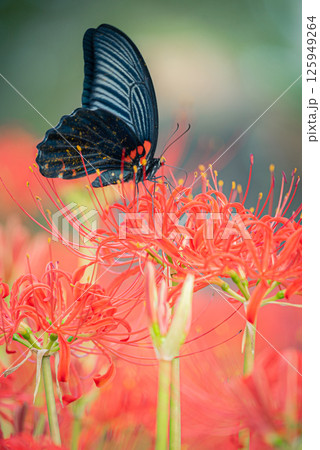 黒アゲハと彼岸花｜秋を彩る自然のワンシーン 125949264