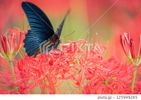 黒アゲハと彼岸花｜秋を彩る自然のワンシーン 125949265