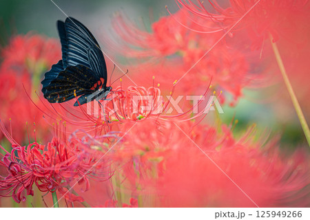 黒アゲハと彼岸花｜秋を彩る自然のワンシーン 125949266