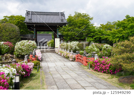 妙満寺のつつじ 妙満寺のつつじ 125949290