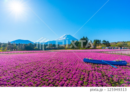 芝桜　富士山 125949313