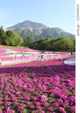 武甲山を背景に咲き誇る羊山公園の芝桜（埼玉県秩父市） 125949325