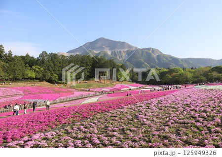 武甲山を背景に咲き誇る羊山公園の芝桜（埼玉県秩父市） 125949326