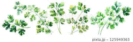 Set of fresh herb, green cilantro in watercolor style isolated on a transparent background. 125949363