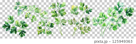 Set of fresh herb, green cilantro in watercolor style isolated on a transparent background. 125949363
