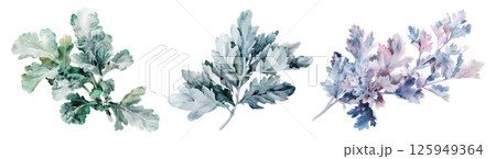 Set of fresh herb, Dusty miller in watercolor style isolated on a transparent background. 125949364