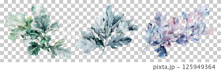 Set of fresh herb, Dusty miller in watercolor style isolated on a transparent background. 125949364