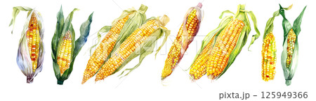 Set of fresh fruit, Corn in watercolor style isolated on a transparent background. 125949366