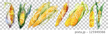 Set of fresh fruit, Corn in watercolor style isolated on a transparent background. 125949366
