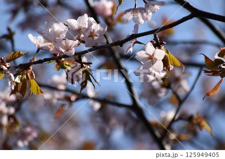 春の日差しを浴びて輝く満開の桜 125949405