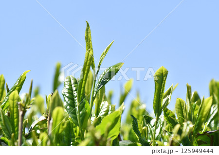 5月の青空と緑の茶畑 125949444