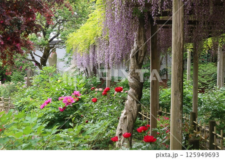 石光寺の庭園 125949693