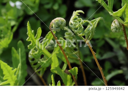 自然 植物 コウヤワラビ、四月中旬。林縁の湿地で一斉に育ち始めた栄養葉 自然 植物 コウヤワラビ、四月中旬。林縁の湿地で一斉に育ち始めた栄養葉 125949842