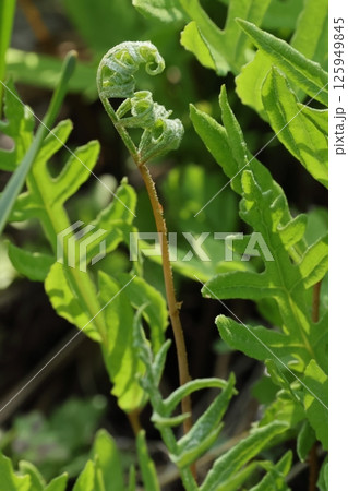 自然　植物　コウヤワラビ、夏緑性のシダで初夏に栄養葉が発芽し秋に栄養葉が育ちます。こちらは栄養葉 125949845