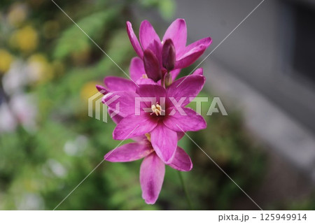 ピンク色のイキシアの花が咲いています ピンク色のイキシアの花が咲いています 125949914