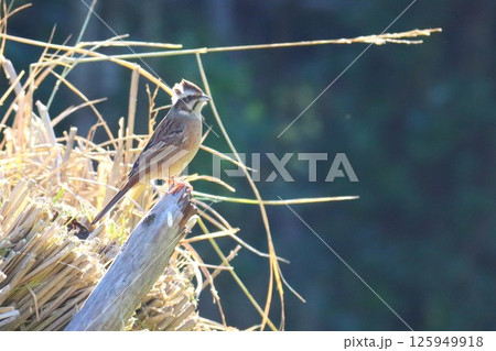 稲架掛けの支柱に止まるホオジロのメス 125949918