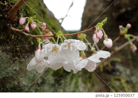 我が家の桜、綺麗ですよ 125950037