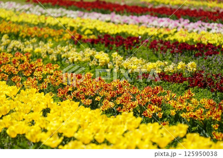 チューリップの花咲き乱れる公園 チューリップの花咲き乱れる公園 125950038