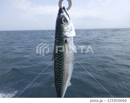 サバが釣れました サバが釣れました 125950080