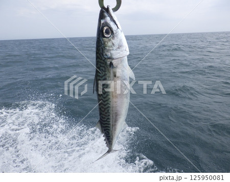 サバが釣れました 125950081
