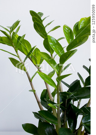 Lush green zamioculcas leaves on stalks against white background Lush green zamioculcas leaves on stalks against white background 125950099