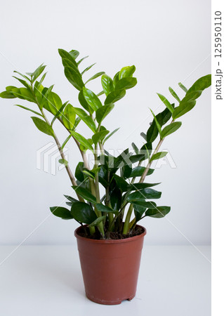 Vibrant zamioculcas zamiifolia in brown pot against neutral background 125950110