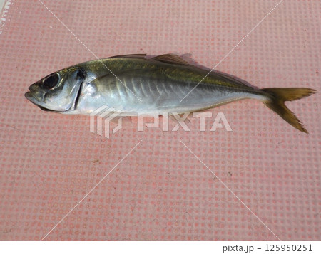 鯵が釣れました 125950251