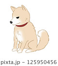 怒っている柴犬 125950456